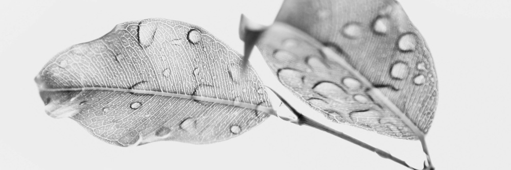 Auktoriserat_1000x333px